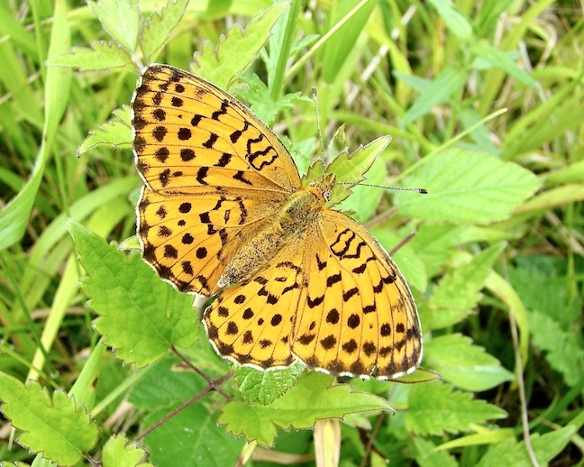 marbled fritillary